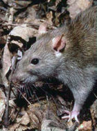 Brown Rat